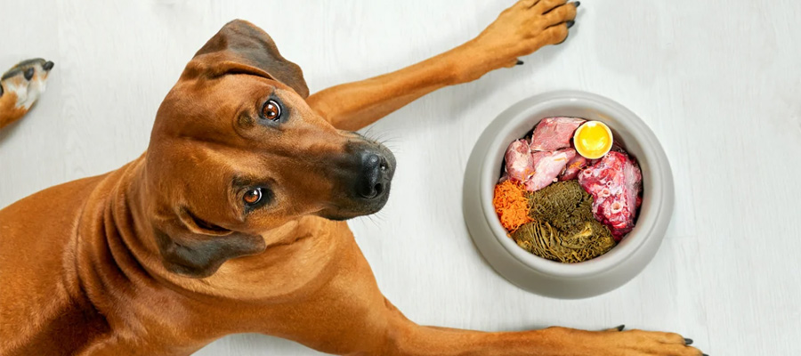 Cum Influenteaza Mancarea Pielea si Blana Cainelui