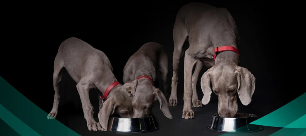PURINA Pro Plan Gastrointestinal pareri