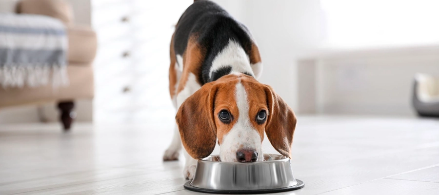 Pana-la-ce-varsta-se-da-mancare-junior-la-caini