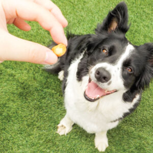 Comanda online INABA Churu Fun Bites