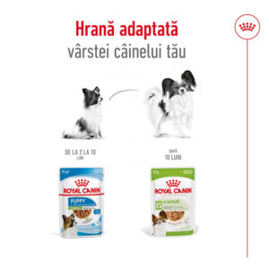 Comanda online ROYAL CANIN X-Small Adult hrană umedă câini (în sos)