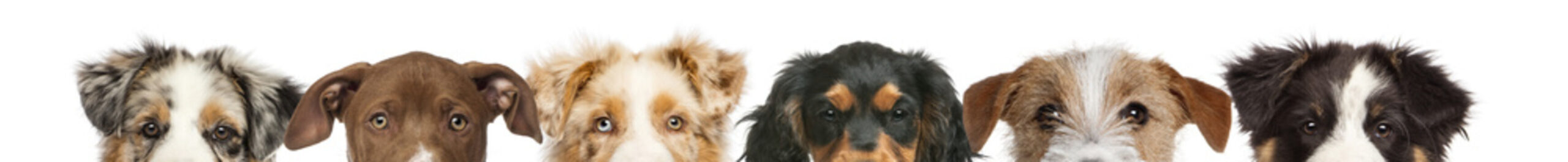 banner footer caini 2