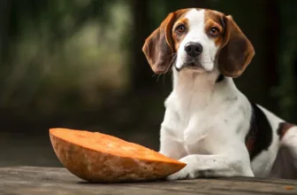 pot cainii sa manance cartofi dulci