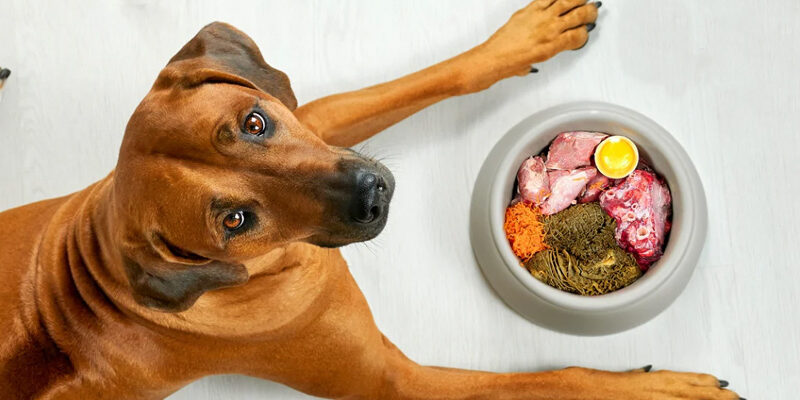 Cum Influenteaza Mancarea Pielea si Blana Cainelui?