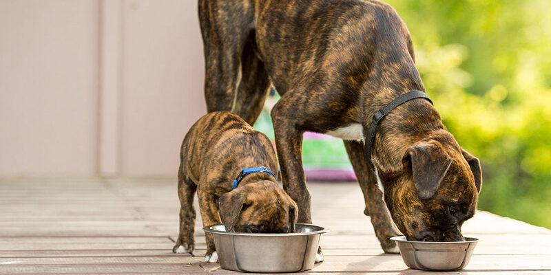 De cate ori se Hraneste un Caine pe zi?
