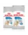 ROYAL CANIN CCN Mini Light Weight Care hrană uscată pentru câini adulți, rase mici cu tendință de supraponderabilitate16 kg (2 x 8 kg)