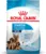 ROYAL CANIN SHN Maxi Starter Mother & Babydog