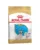 Royal Canin French Bulldog Puppy hrana uscata caine junior, 10 kg