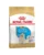 Royal Canin Golden Retriever Puppy hrana uscata pentru catei Retriver, pana la 15 luni 12 kg