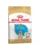 Royal Canin Labrador Puppy hrana uscata caine junior, 12 kg