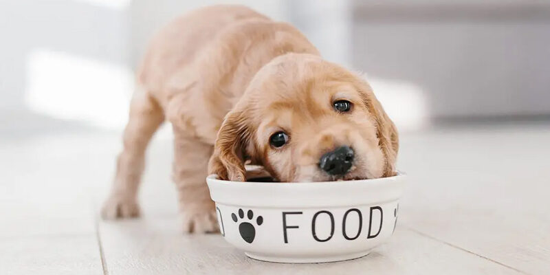 Cea mai Buna Mancare Pentru Caini Junior
