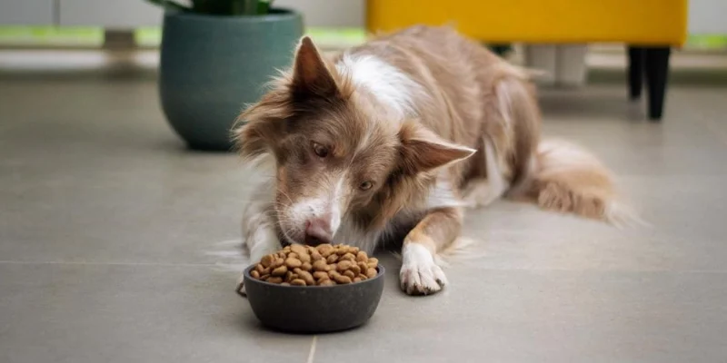Cea mai Buna Mancare pentru Caini Seniori si Batrani