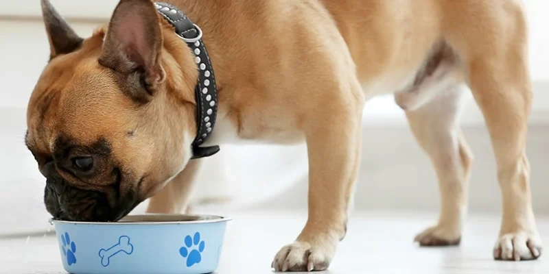 Cea mai Buna Mancare Pentru Caini Sterilizati