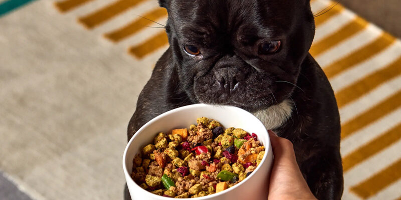 Mancare Bio Organica pentru Caini – Ce Avantaje si Dezavantaje Are?