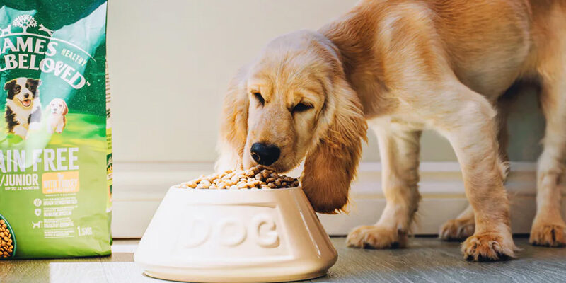 Cea mai Buna Mancare de Caini Fara Cereale