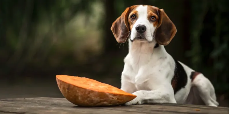 Pot Cainii sa Manance Cartofi Dulci?